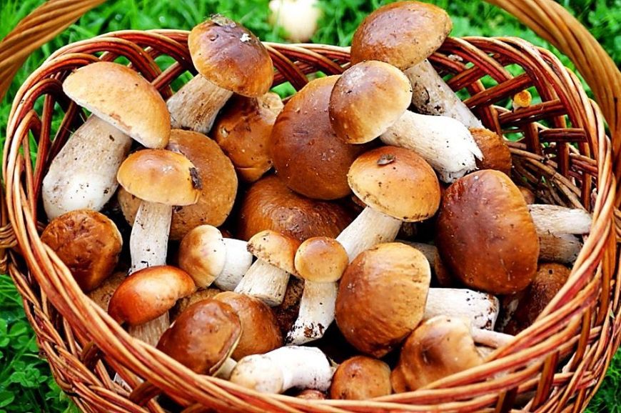 Загадки про грибы