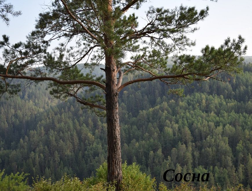 Загадки про сосну