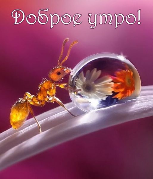 Картинки "С добрым утром и хорошего дня" (80 штук)