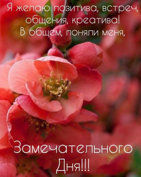 Картинки "С добрым утром и хорошего дня" (80 штук)