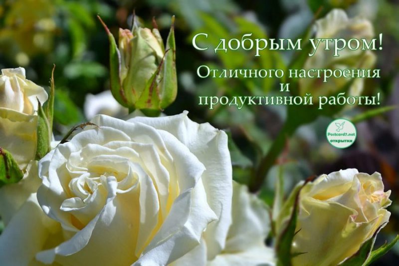  Доброе утро! 150 открыток с пожеланиями и цветами 