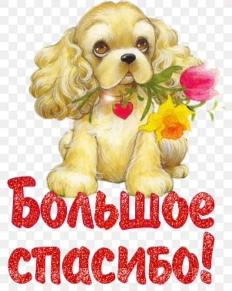  Спасибо большое! 100 красивых картинок 