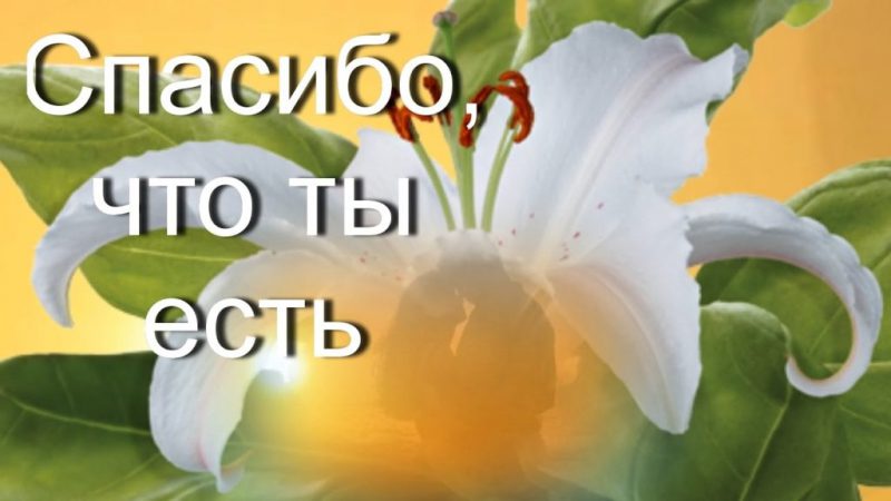  Спасибо, что ты есть: картинки 