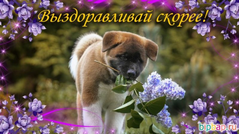  Выздоравливай скорее – прикольные картинки 